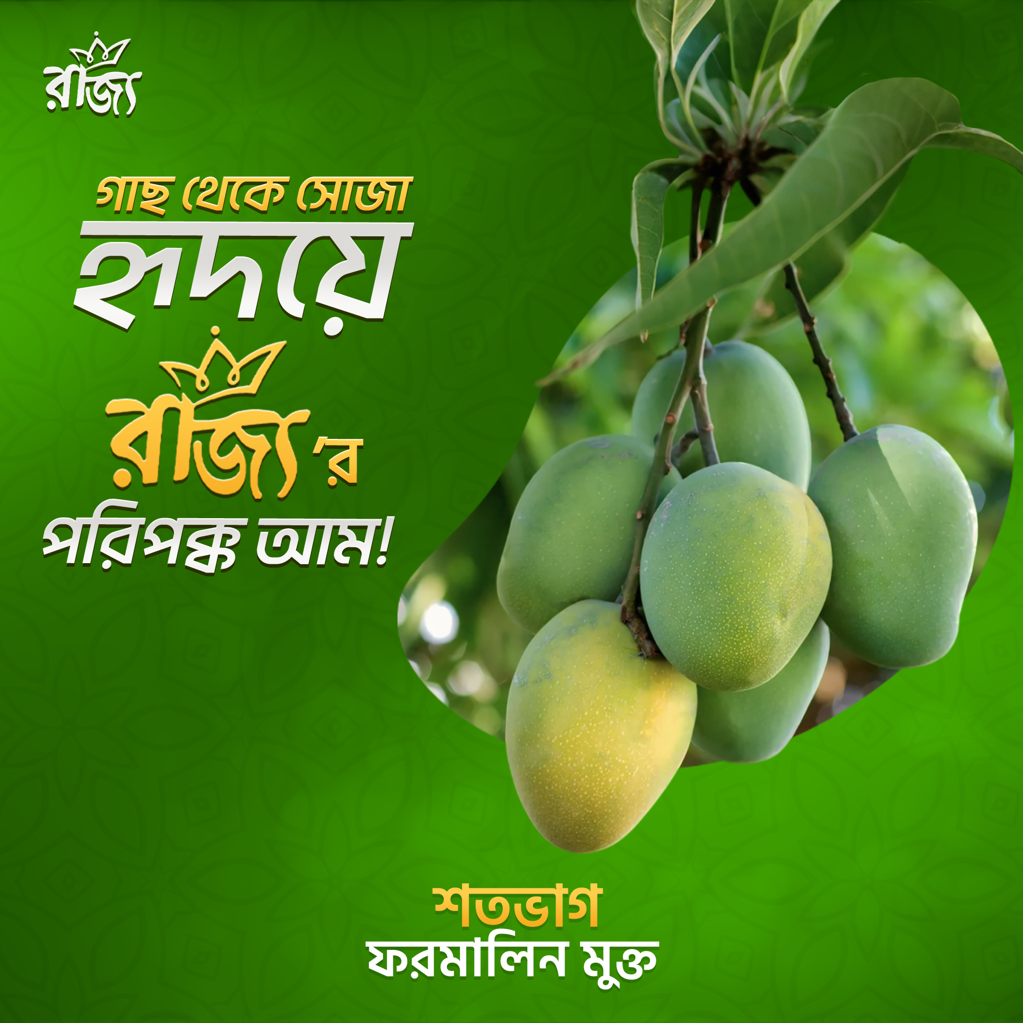 রাজশাহীর গাছপাকা হিমসাগর আম – রাজ্য